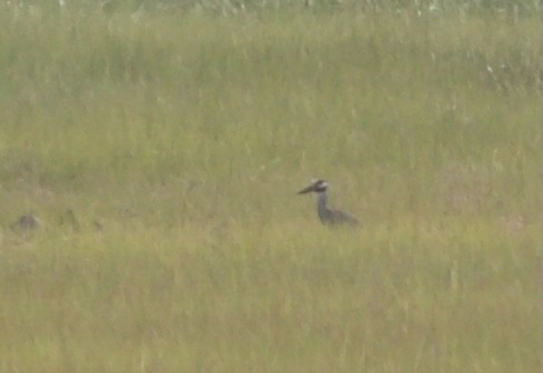 Yellow-crowned Night Heron - ML359867361