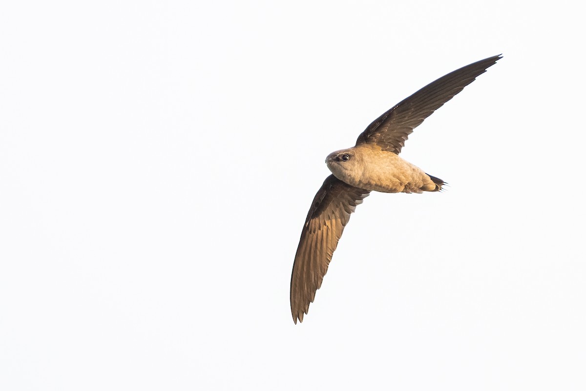 Chimney Swift - ML359868681