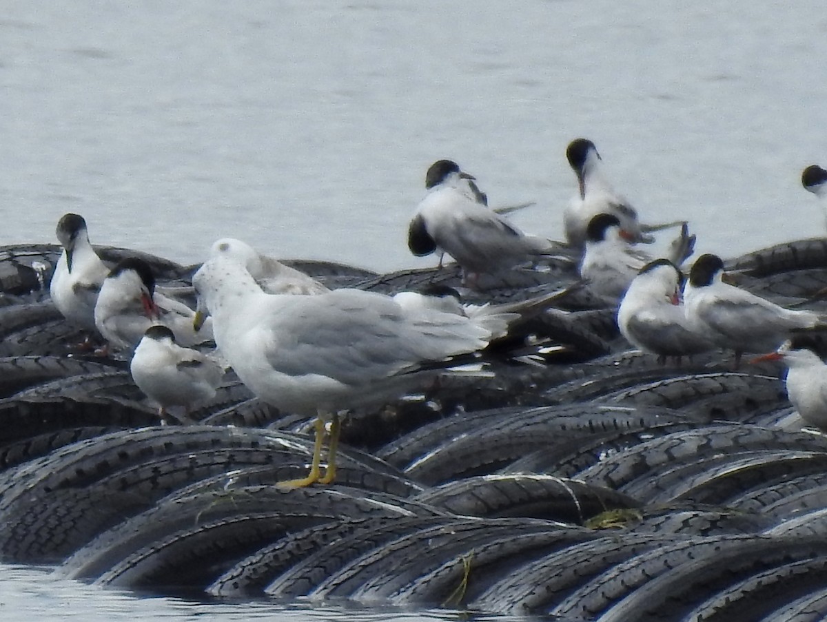 Common Tern - ML359868951