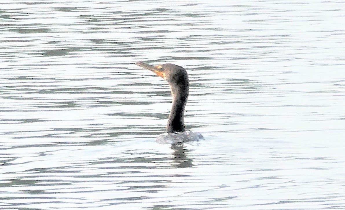 Double-crested Cormorant - ML359869411