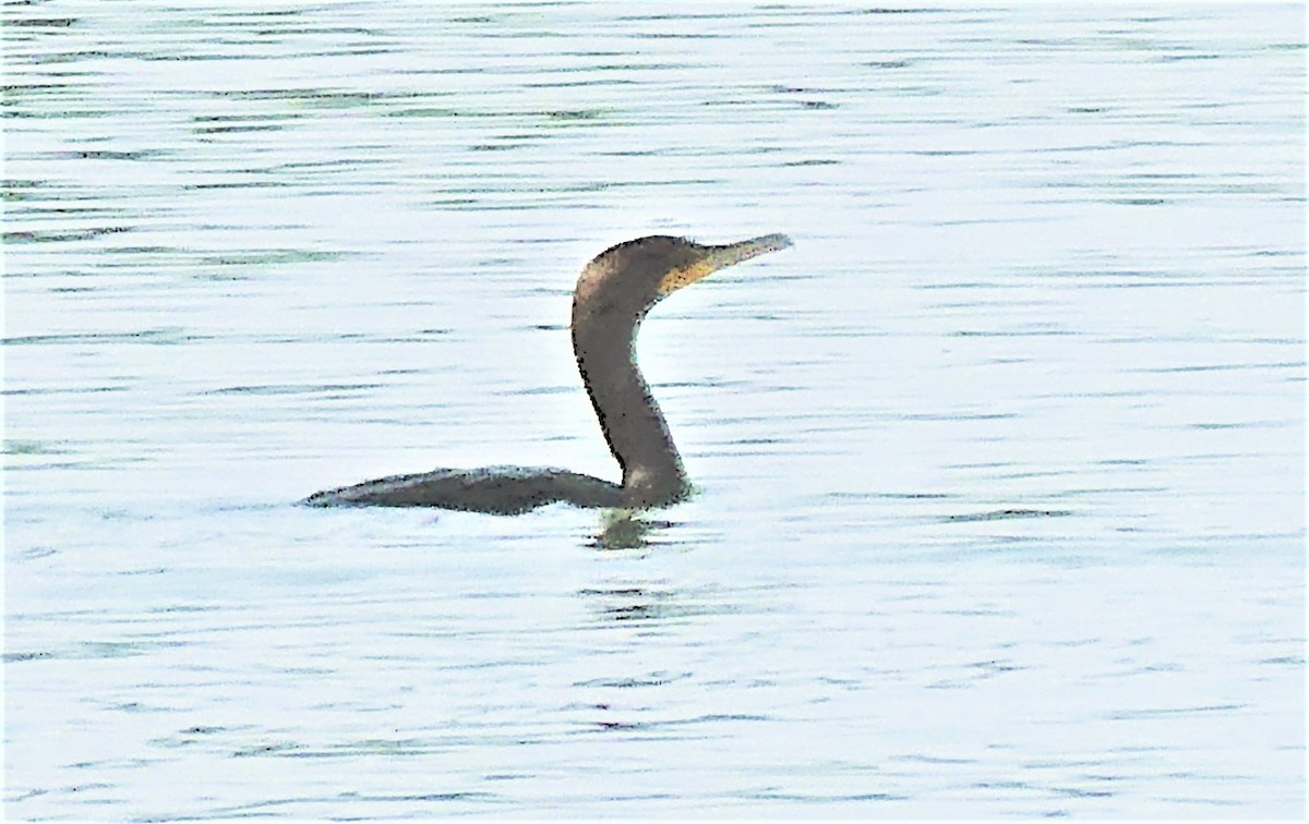 Double-crested Cormorant - ML359869551