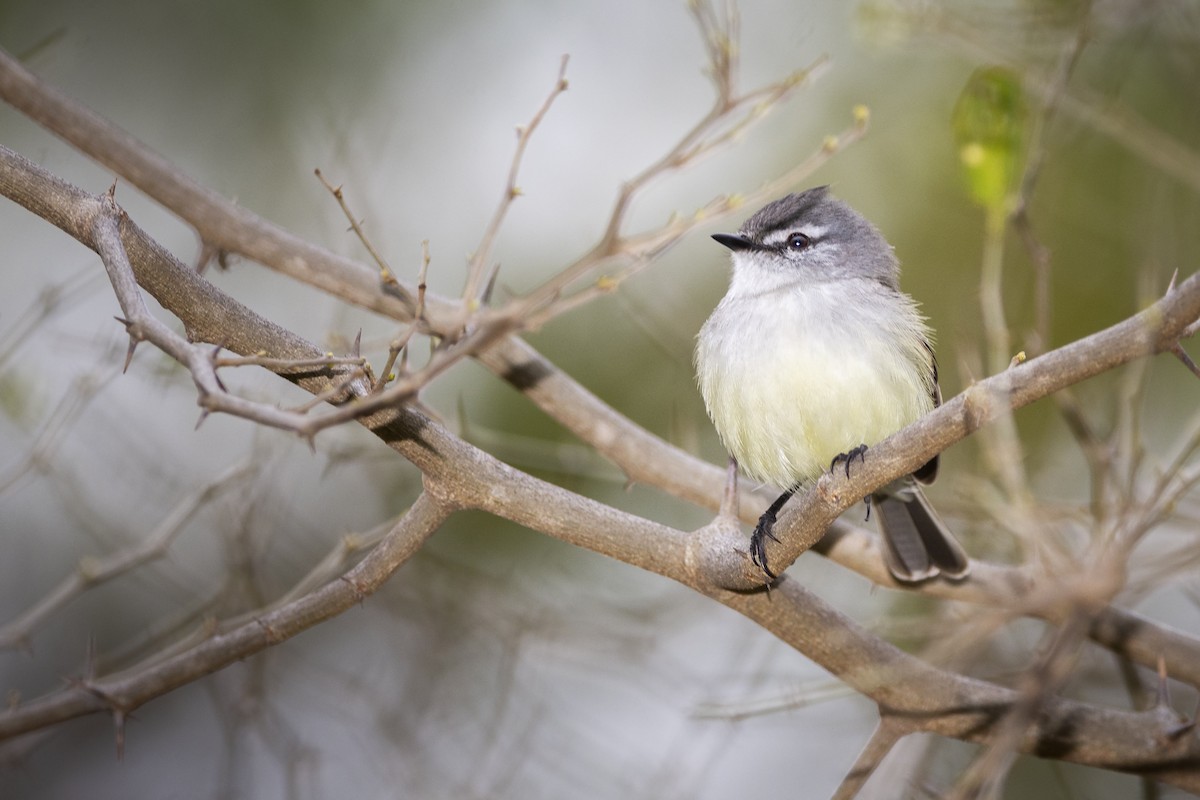 White-crested Tyrannulet (Sulphur-bellied) - ML359870231