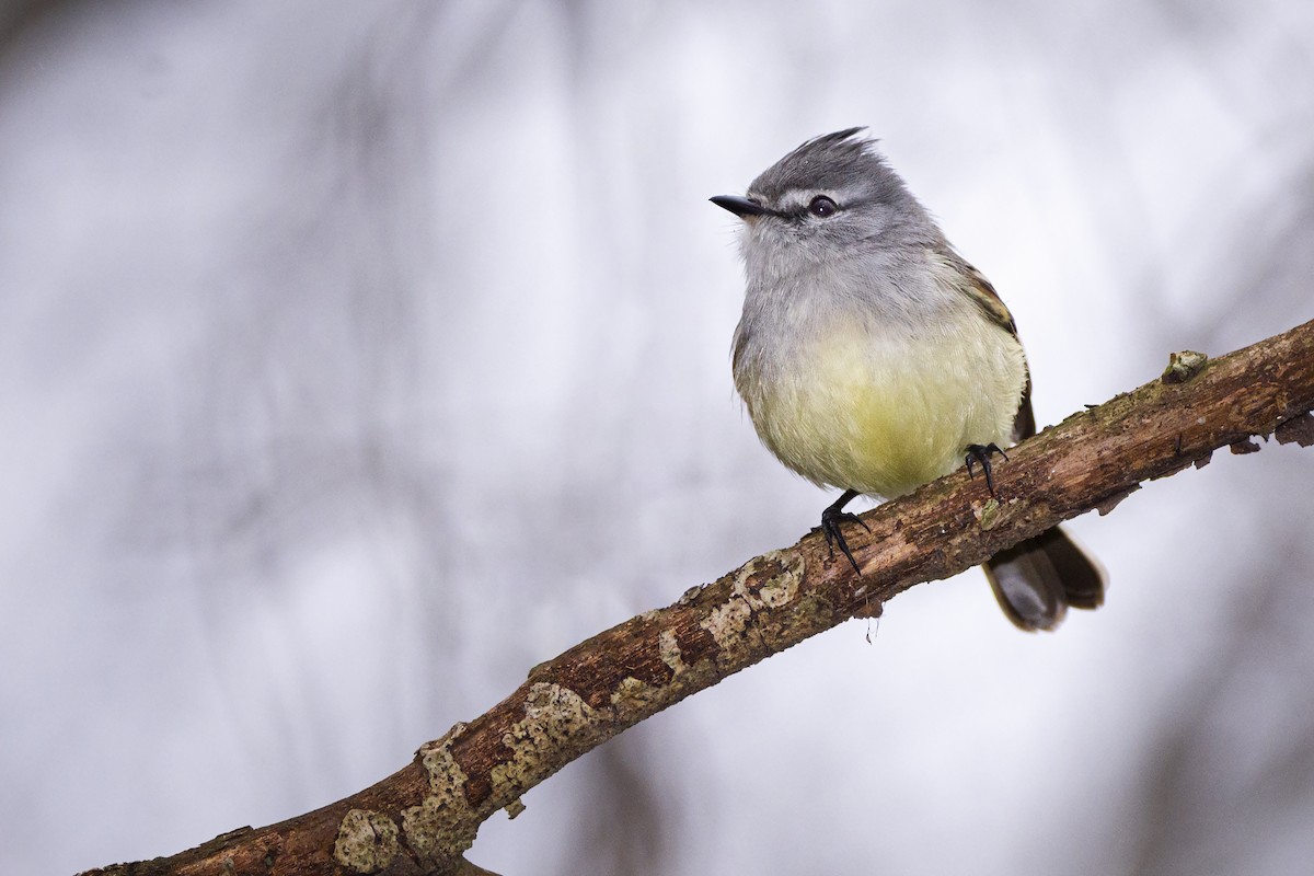 White-crested Tyrannulet (Sulphur-bellied) - ML359870331