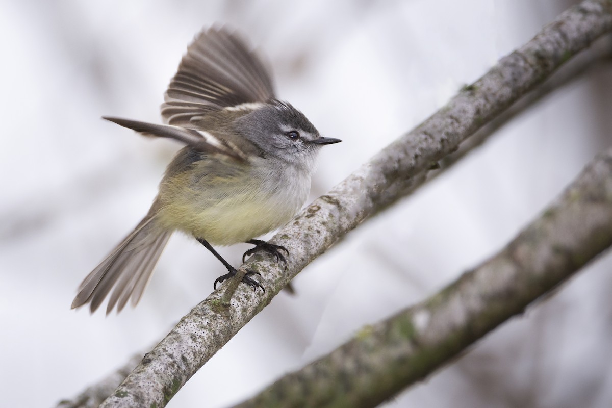 White-crested Tyrannulet (Sulphur-bellied) - ML359870341