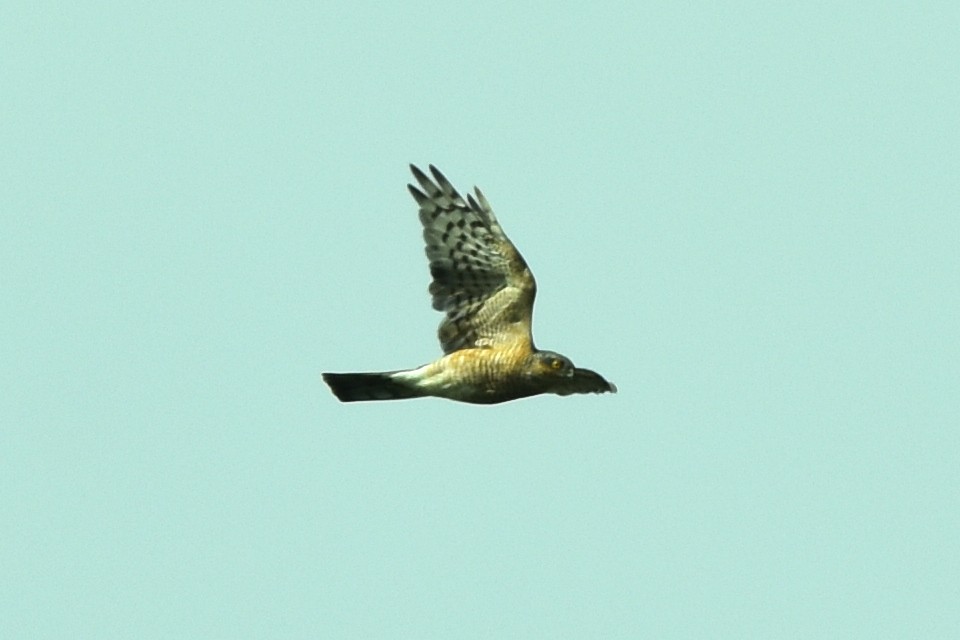 Eurasian Sparrowhawk - Blair Whyte