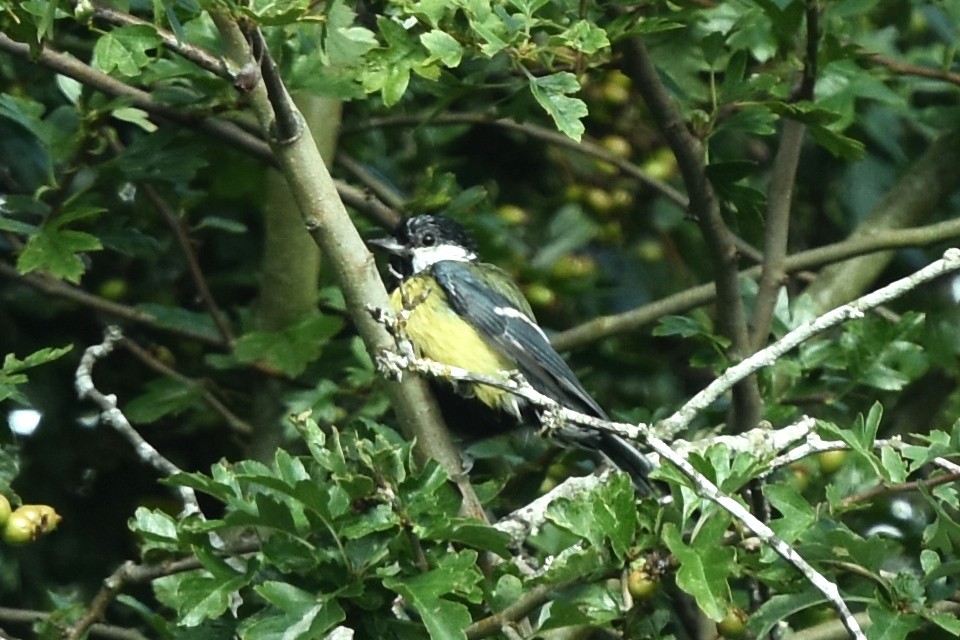 Great Tit - Blair Whyte