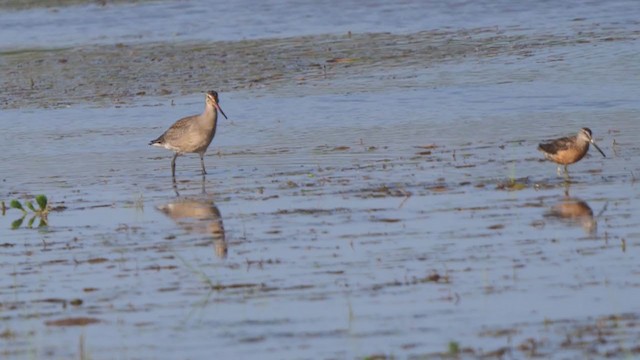 Hudsonian Godwit - ML359872371