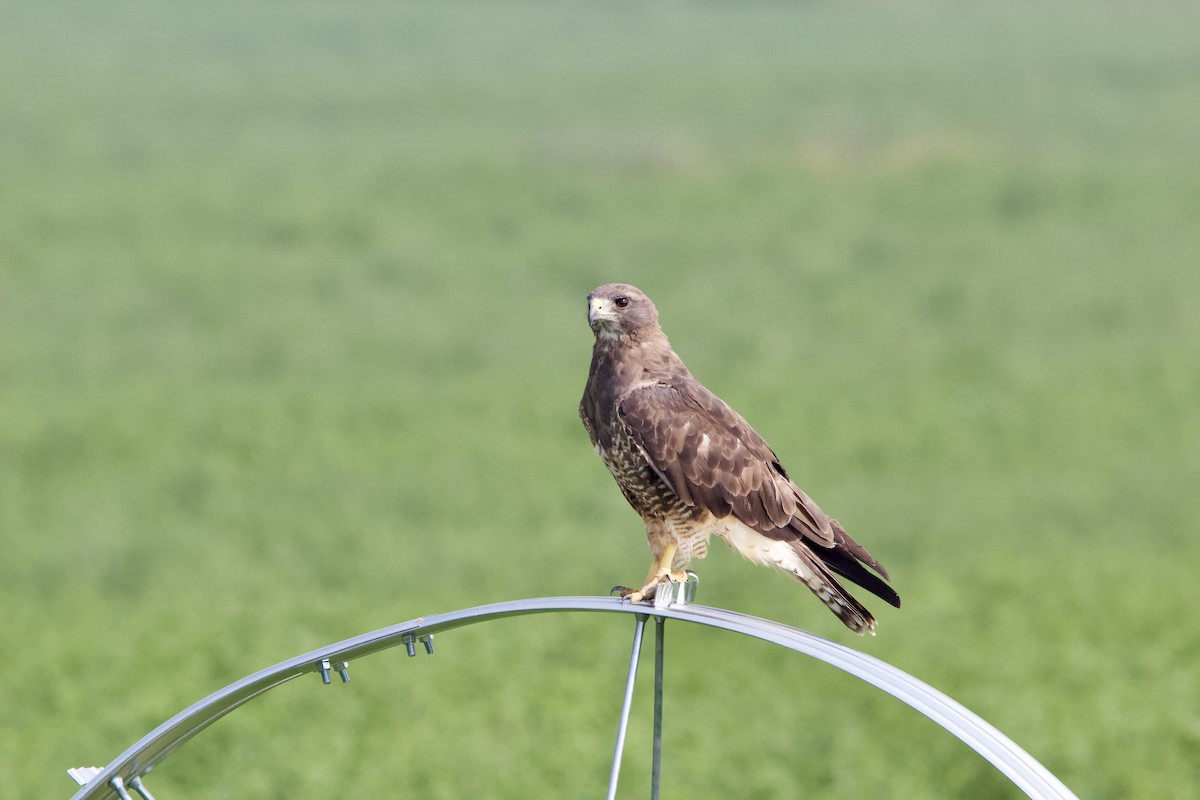 Swainson's Hawk - ML359872401