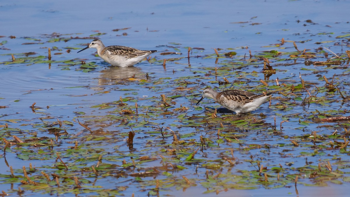 Wilson's Phalarope - ML359872411