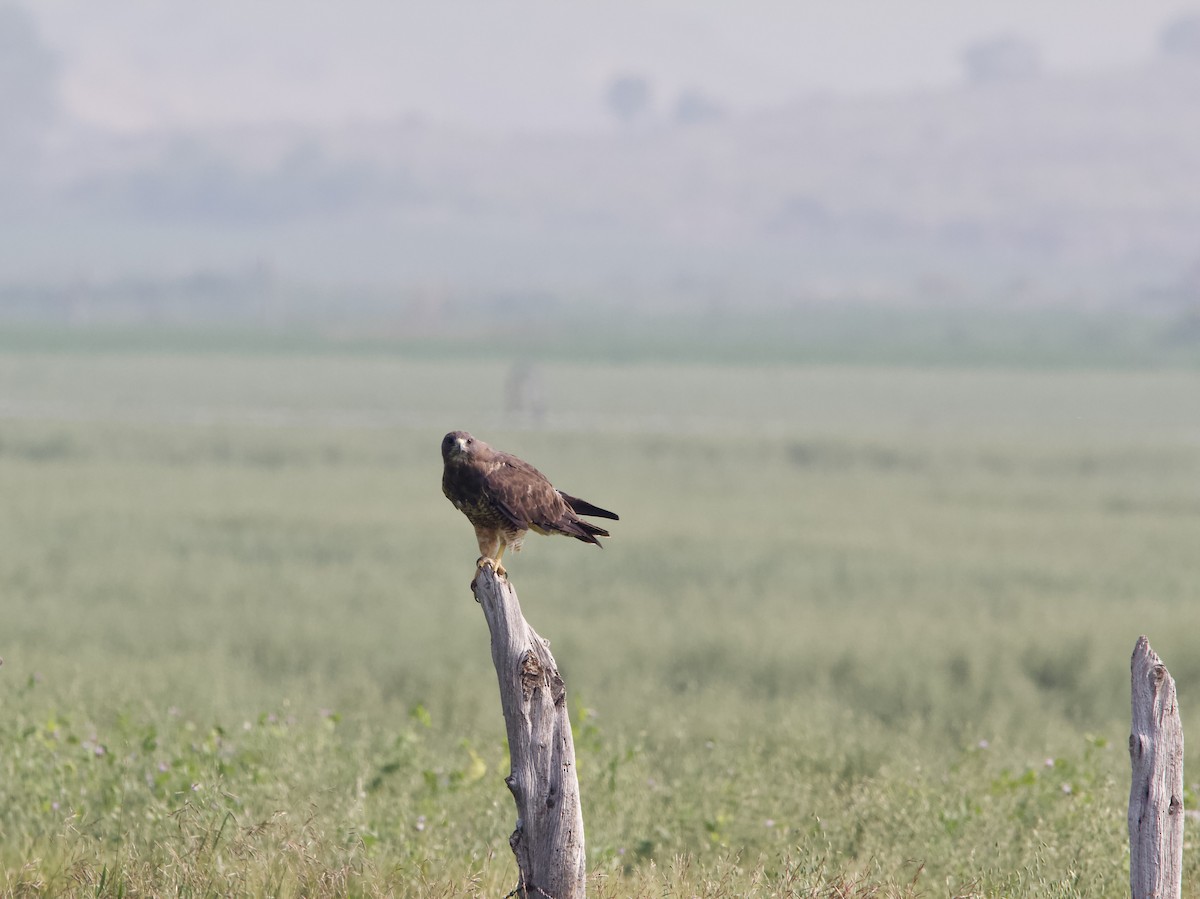 Swainson's Hawk - ML359872431