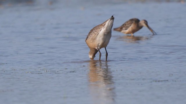 Hudsonian Godwit - ML359872751