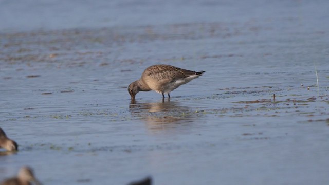 Hudsonian Godwit - ML359872981