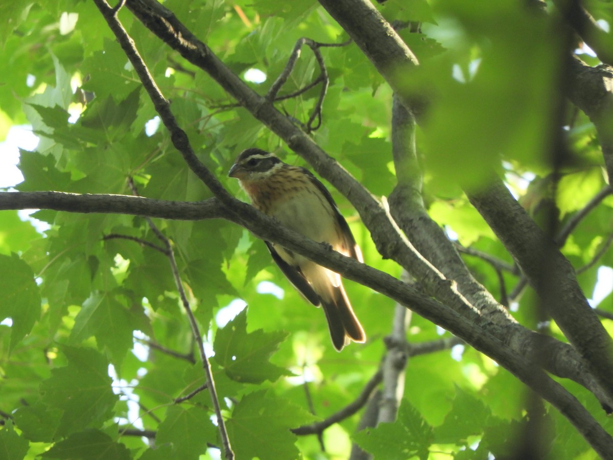 Rose-breasted Grosbeak - ML359873821