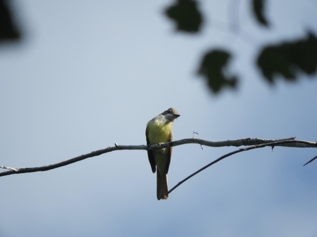 Great Crested Flycatcher - ML359873901