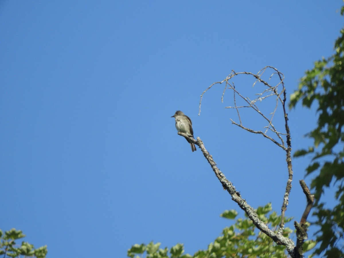 Eastern Wood-Pewee - ML359873991