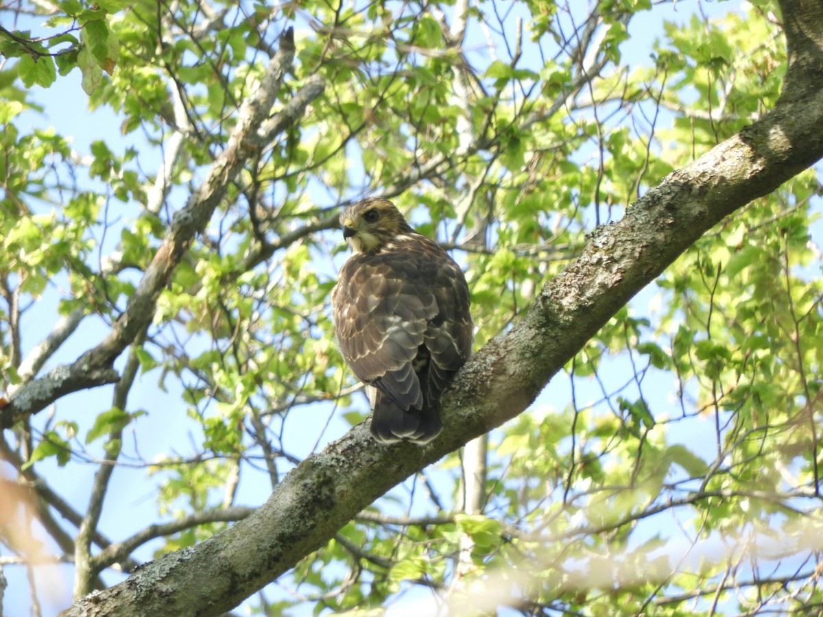 Broad-winged Hawk - ML359874081