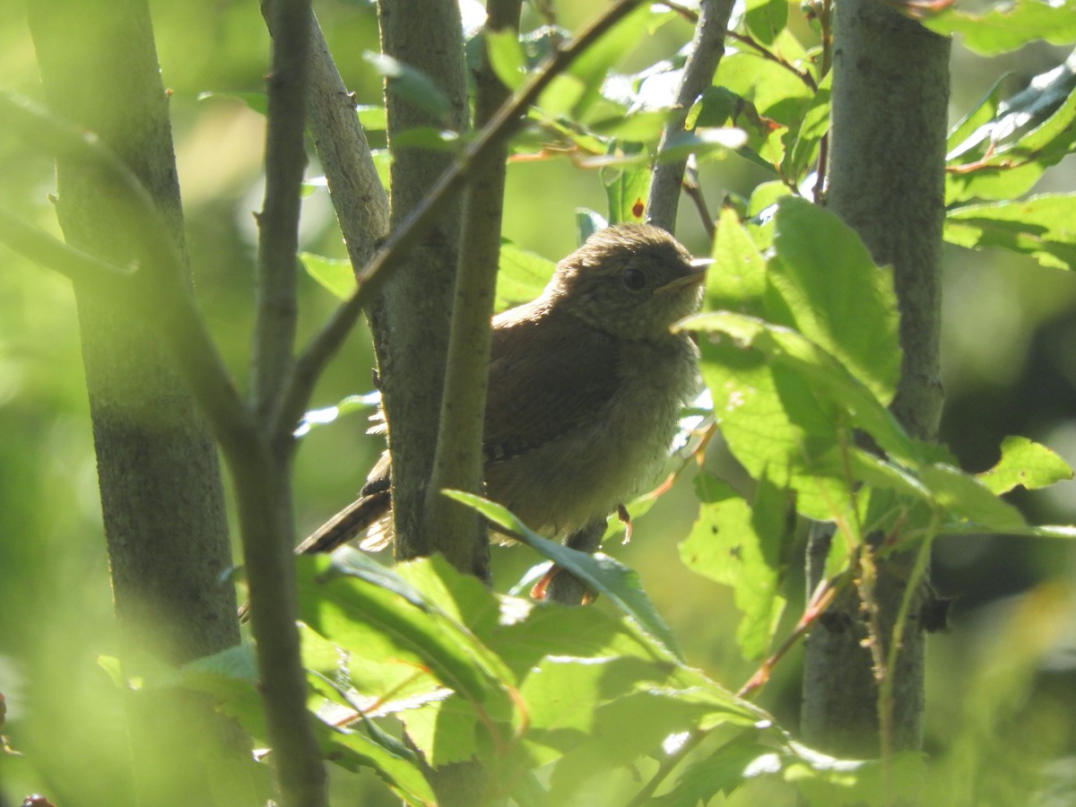 House Wren - ML359874241