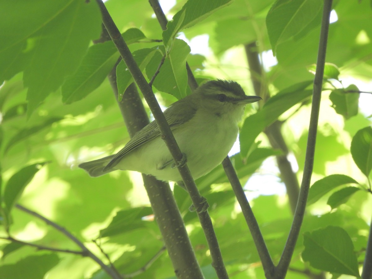 rødøyevireo - ML359874351