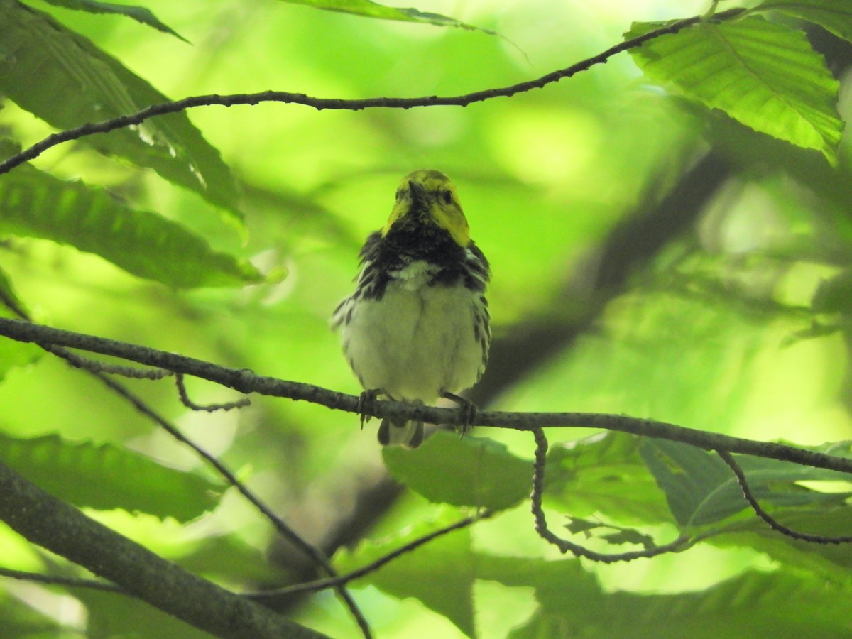 Black-throated Green Warbler - ML359874581