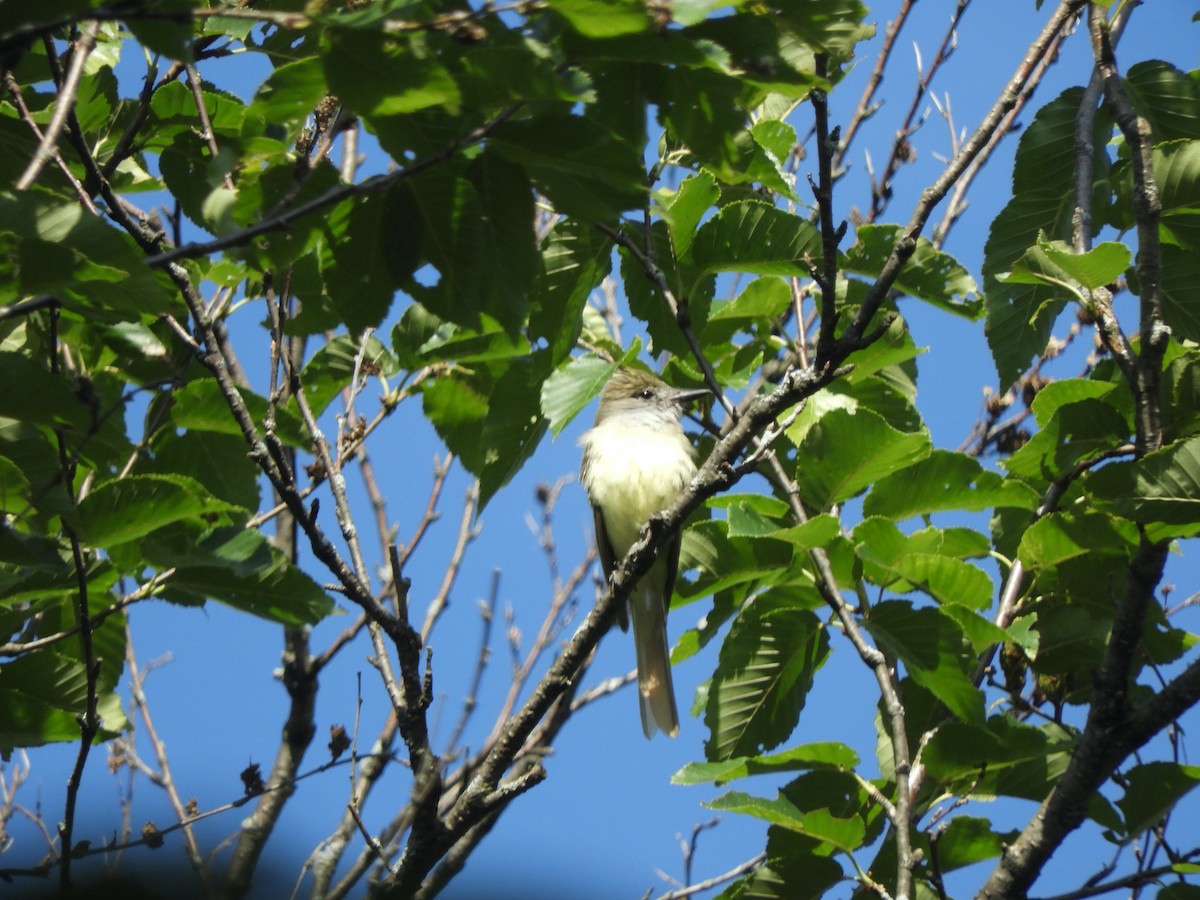 Great Crested Flycatcher - ML359874651