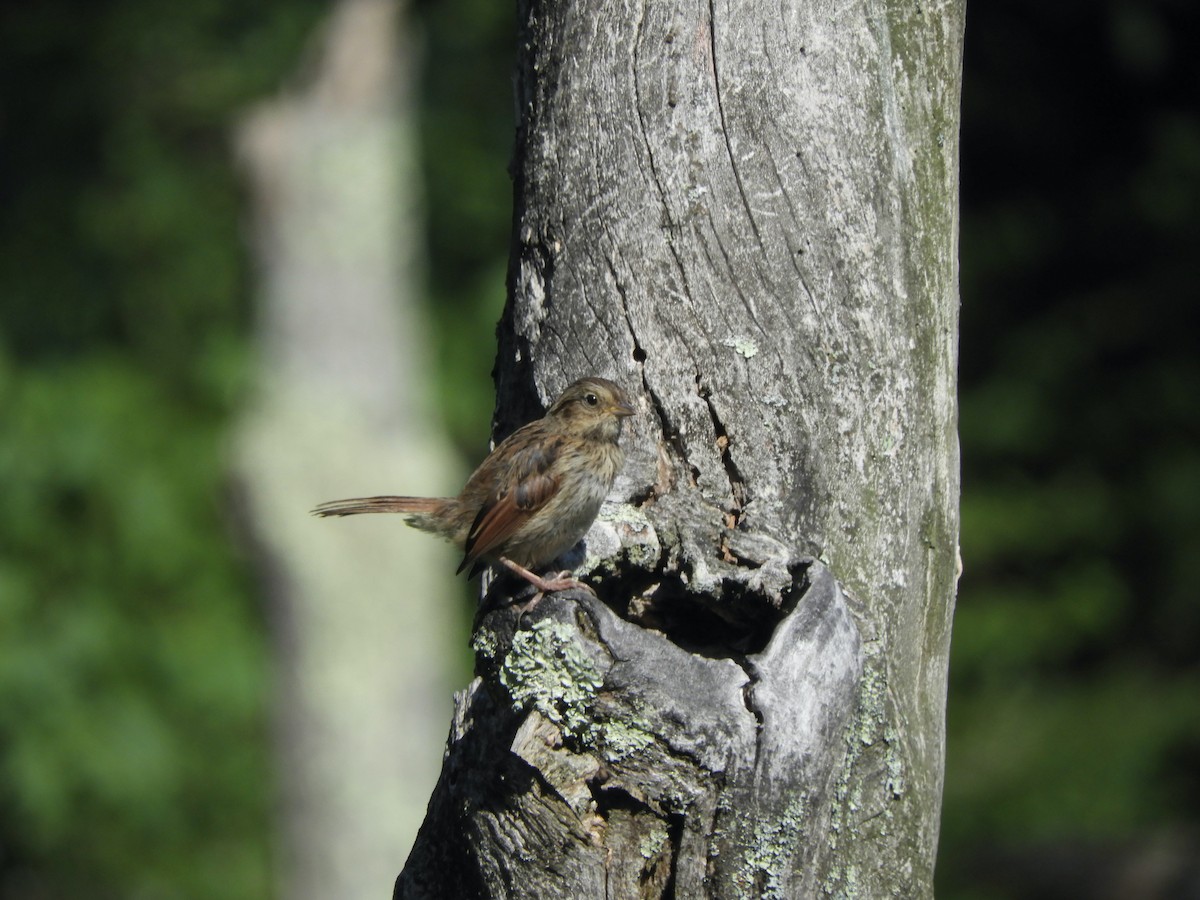 Swamp Sparrow - ML359874781