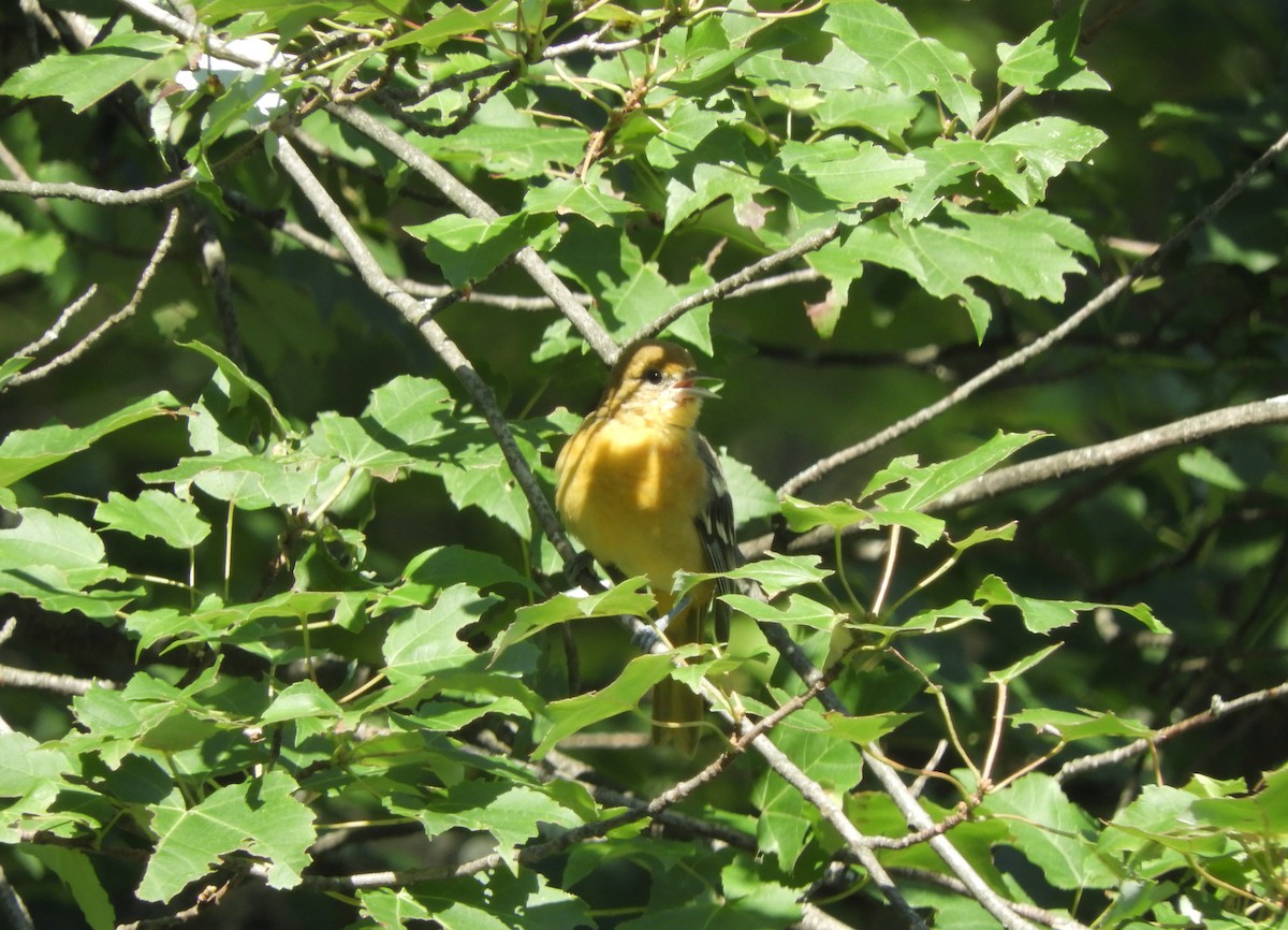 Baltimore Oriole - ML359874891