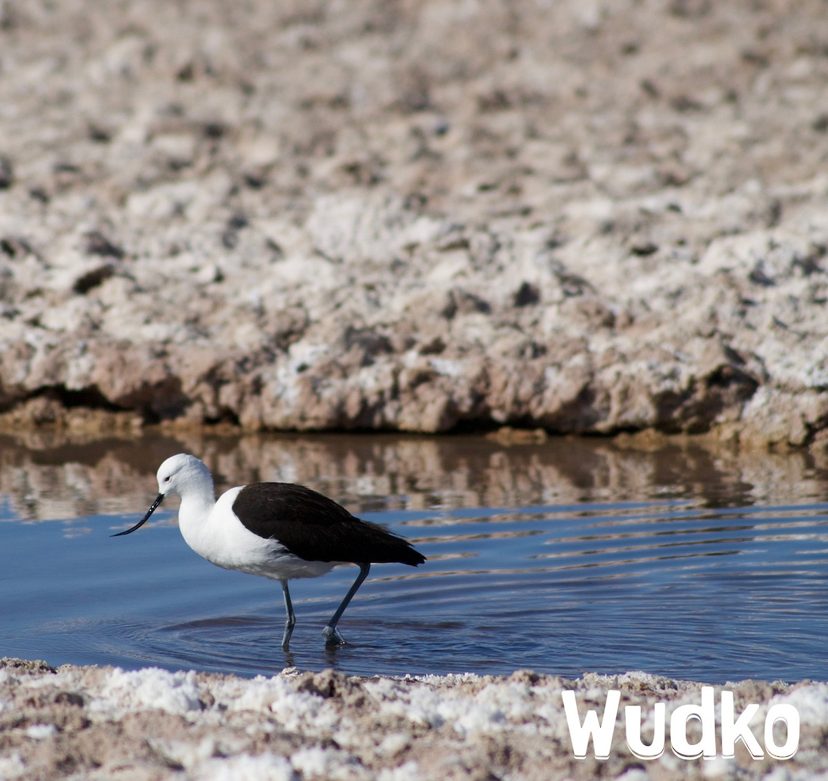 Andean Avocet - ML35987501