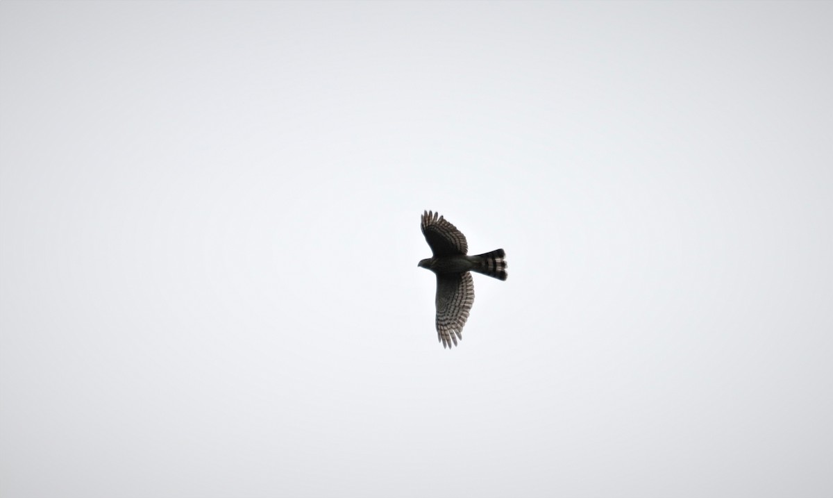 Sharp-shinned Hawk - ML359875061