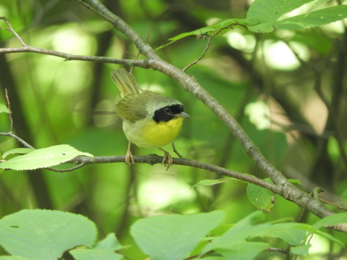 Common Yellowthroat - ML359875151