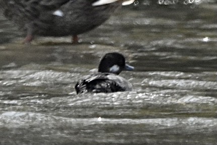 Bufflehead - ML359875351