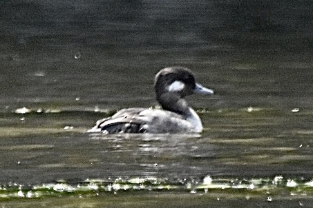 Bufflehead - Janet Brooks