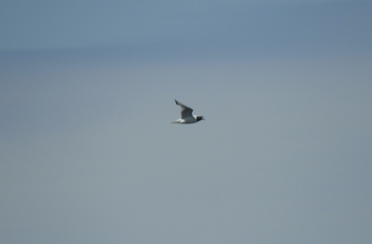 Bonaparte's Gull - ML359875551