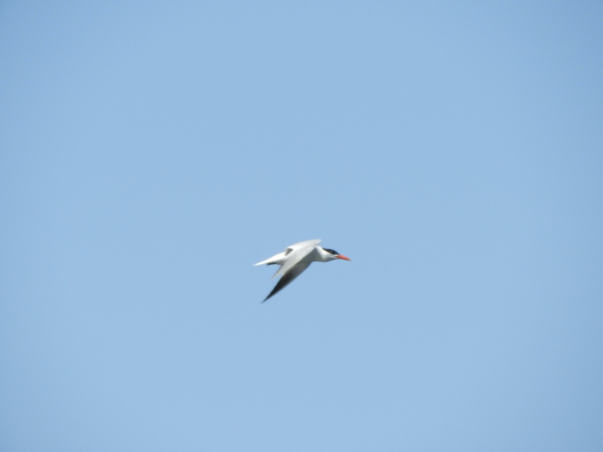 Caspian Tern - ML359875751