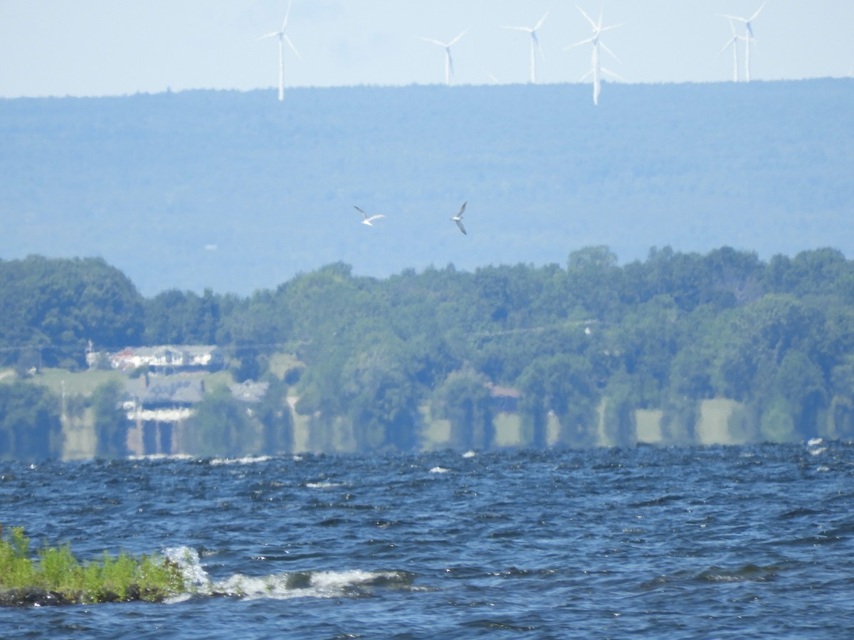 Common Tern - ML359875871