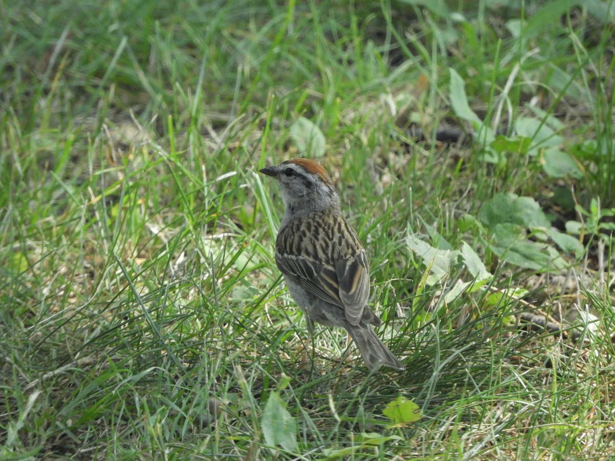 Chipping Sparrow - ML359876031