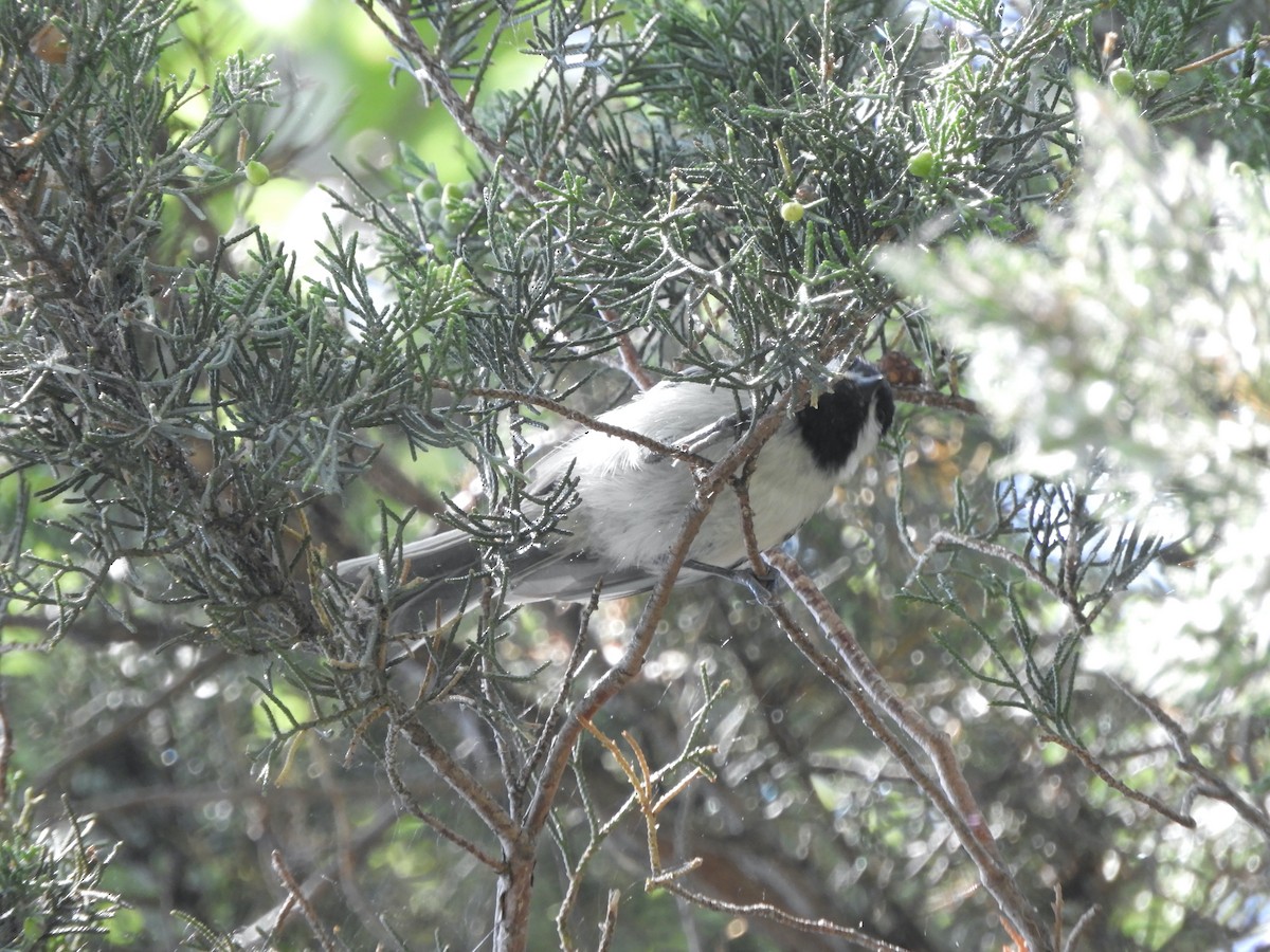 Black-capped Chickadee - ML359876171