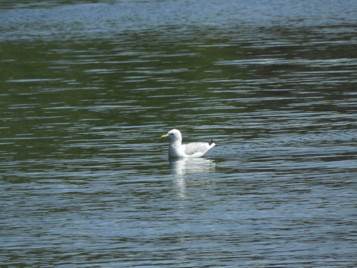 American Herring Gull - ML359876281