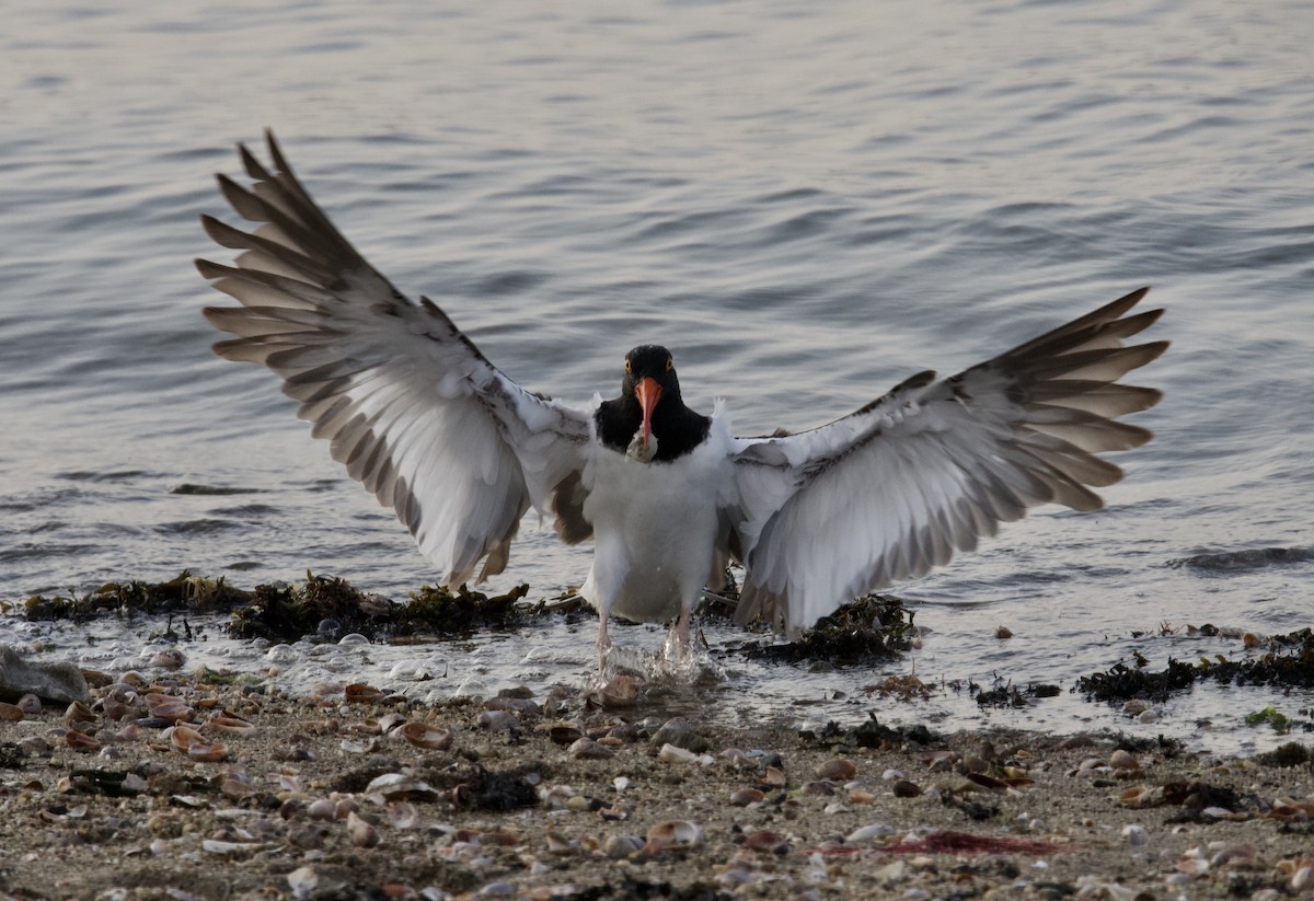 American Oystercatcher - ML359876731