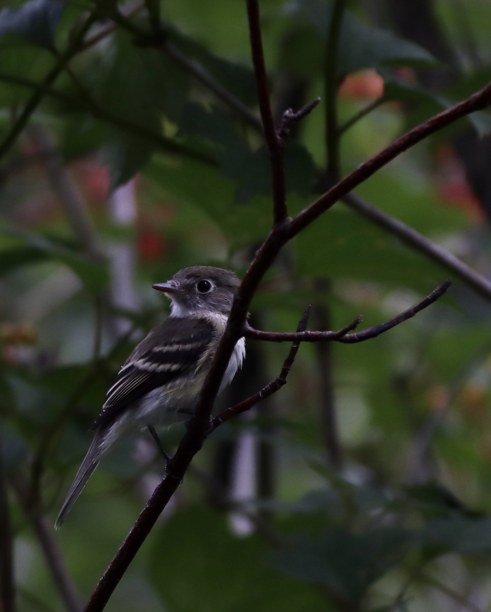 Least Flycatcher - ML359877721