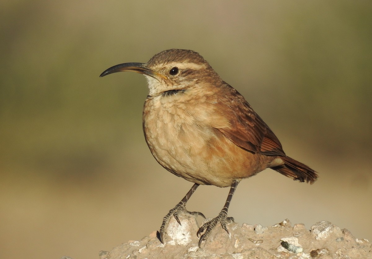White-throated Earthcreeper - ML359877861