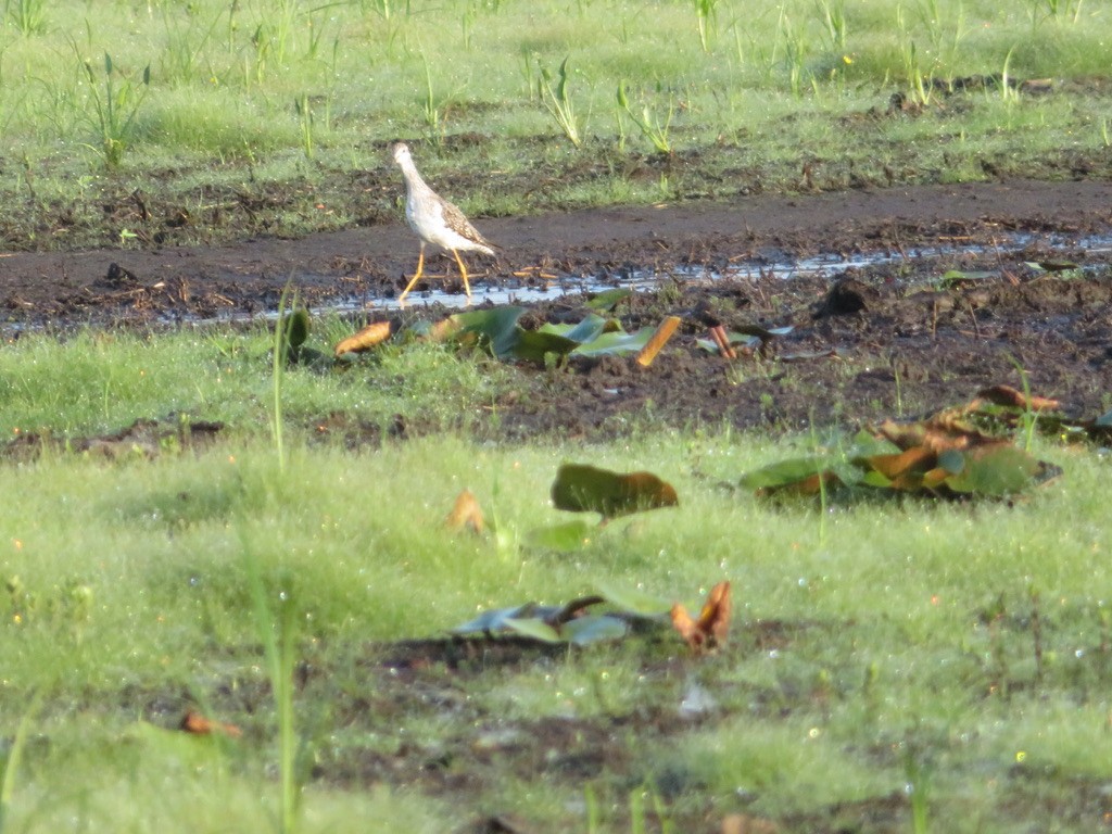 Greater Yellowlegs - Cathy Cornelius