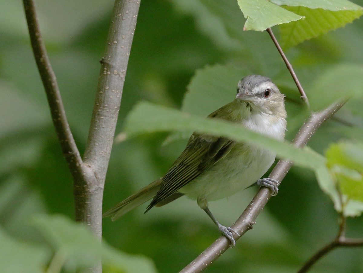 Red-eyed Vireo - Mario St-Gelais