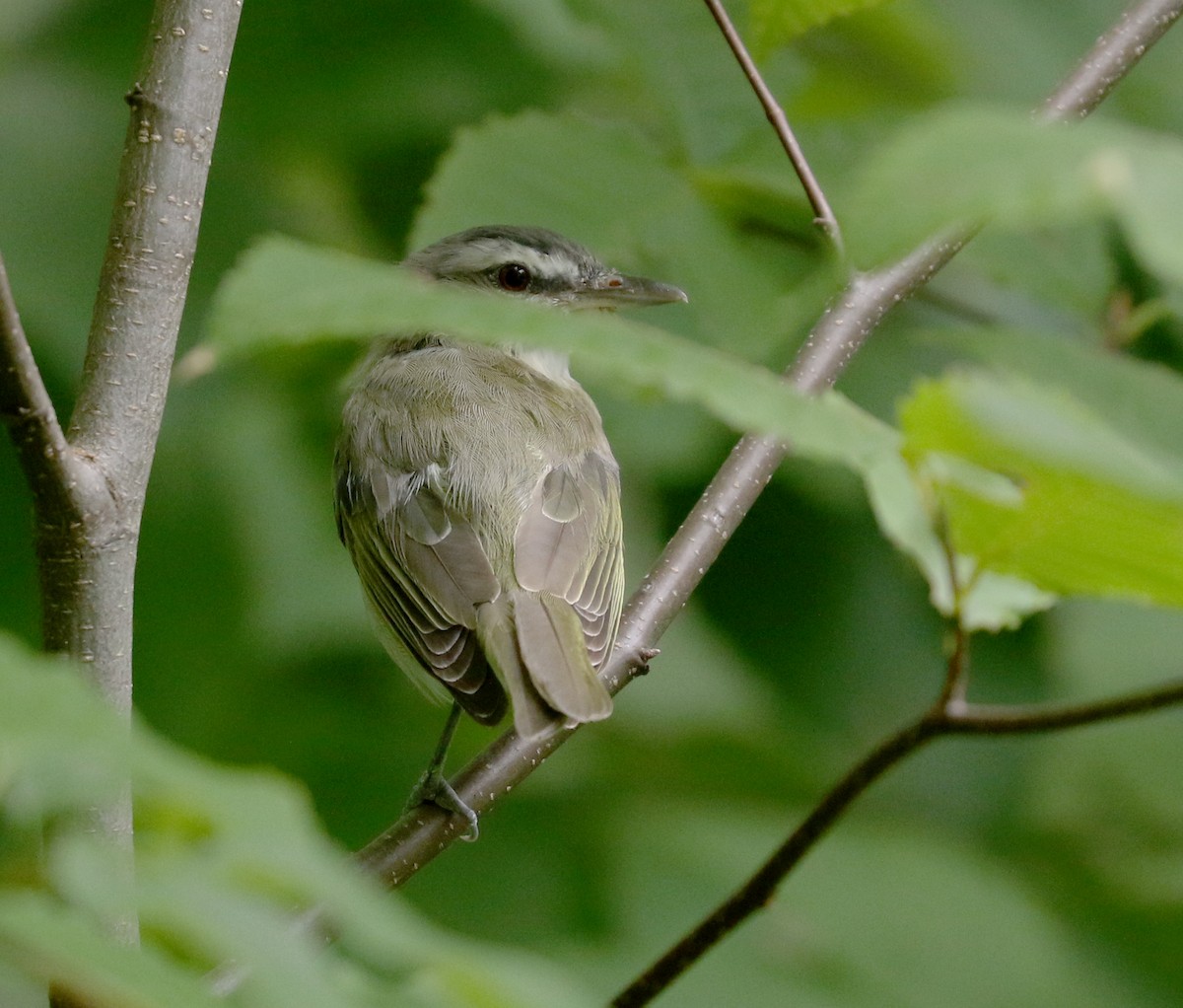 Red-eyed Vireo - Mario St-Gelais