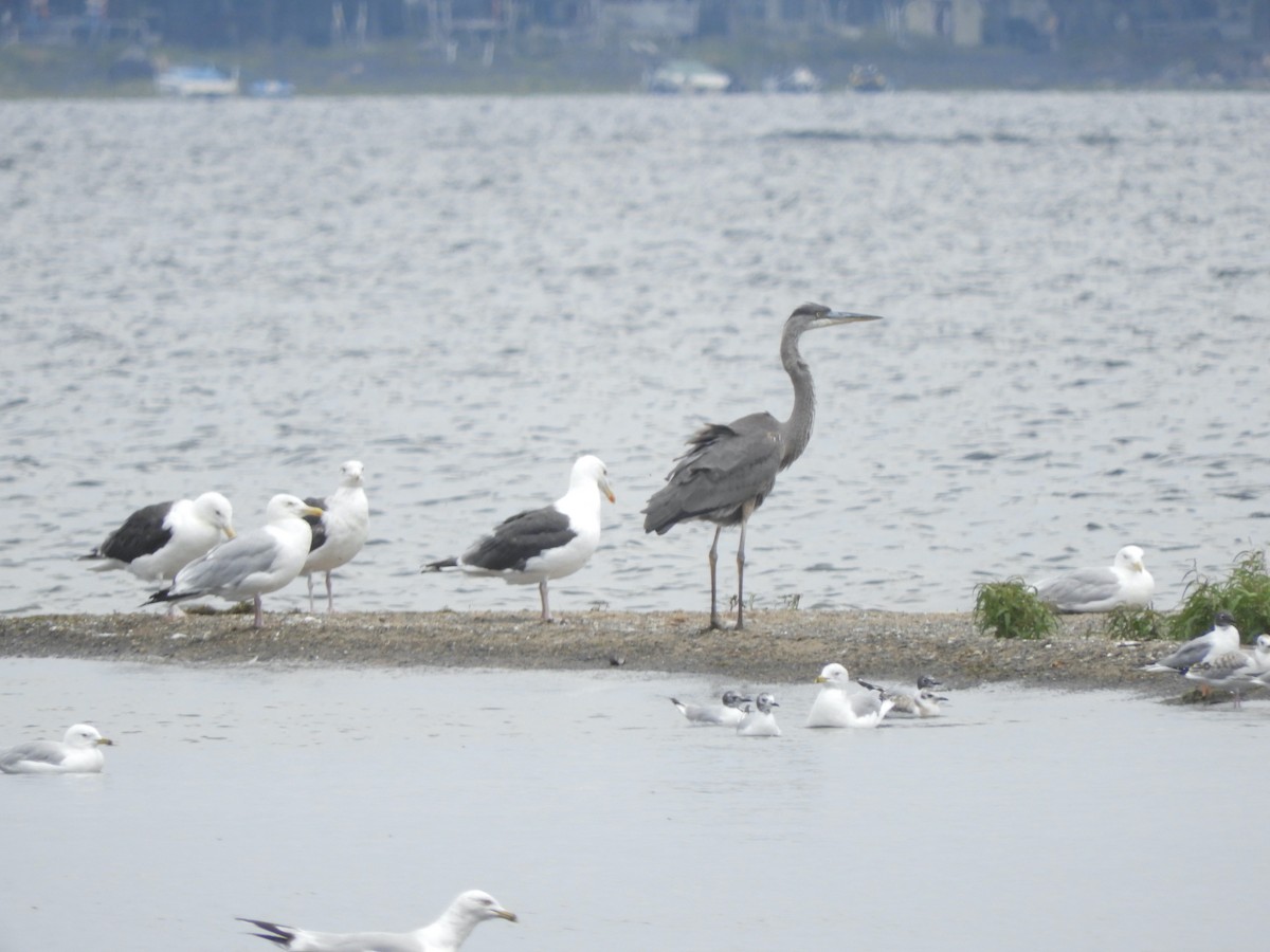 Great Blue Heron - ML359879831