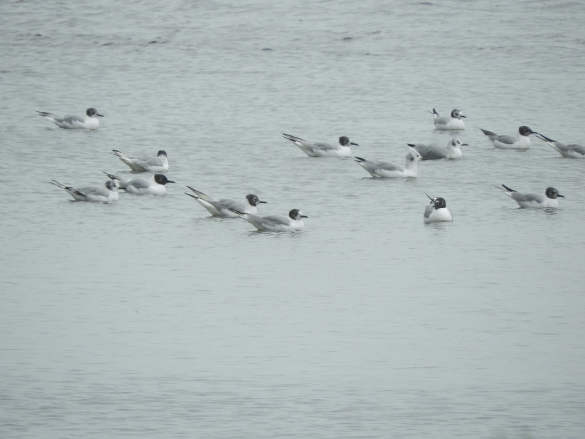 Bonaparte's Gull - John McKay