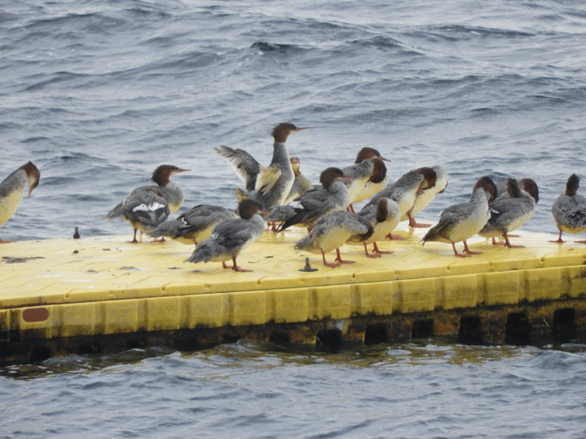 Common Merganser - ML359880671