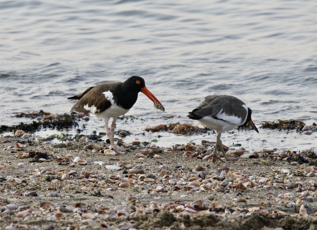 American Oystercatcher - ML359881301