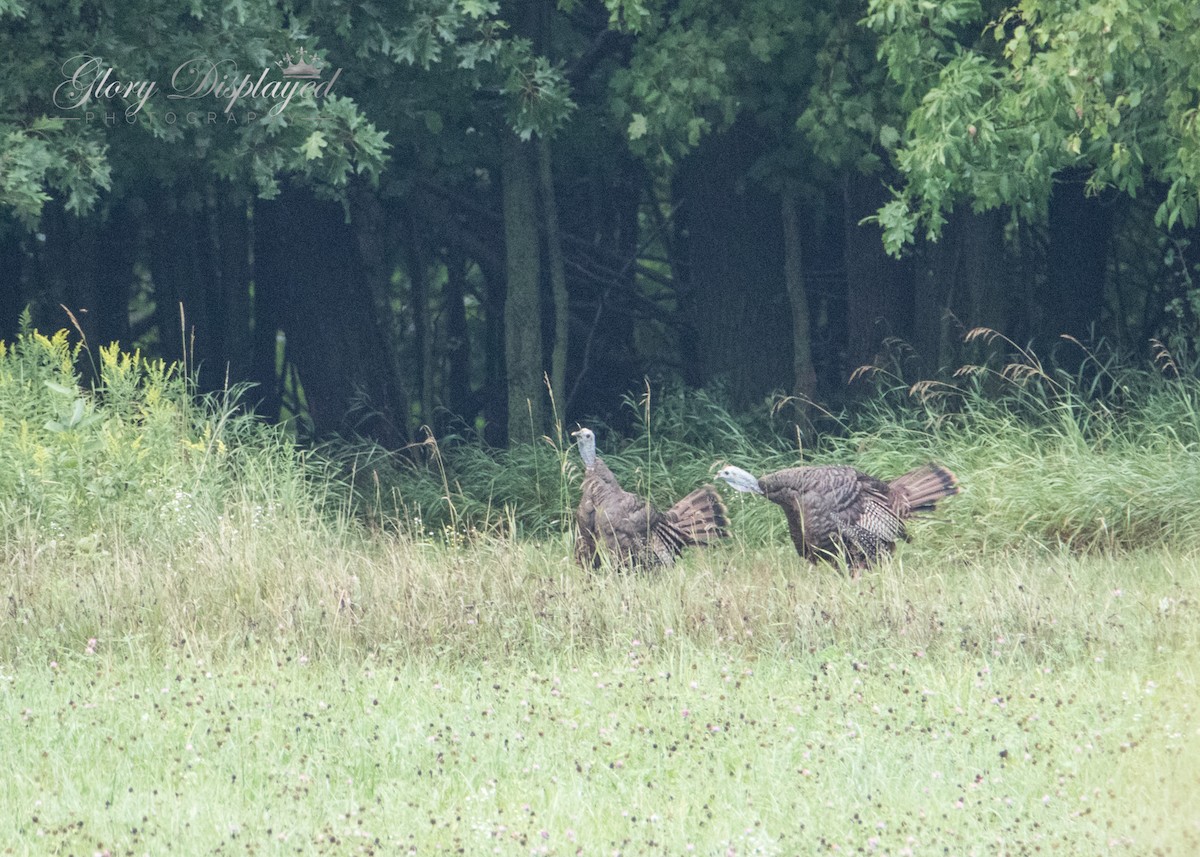 Wild Turkey - ML359882011