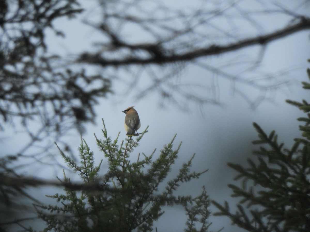 Cedar Waxwing - John McKay