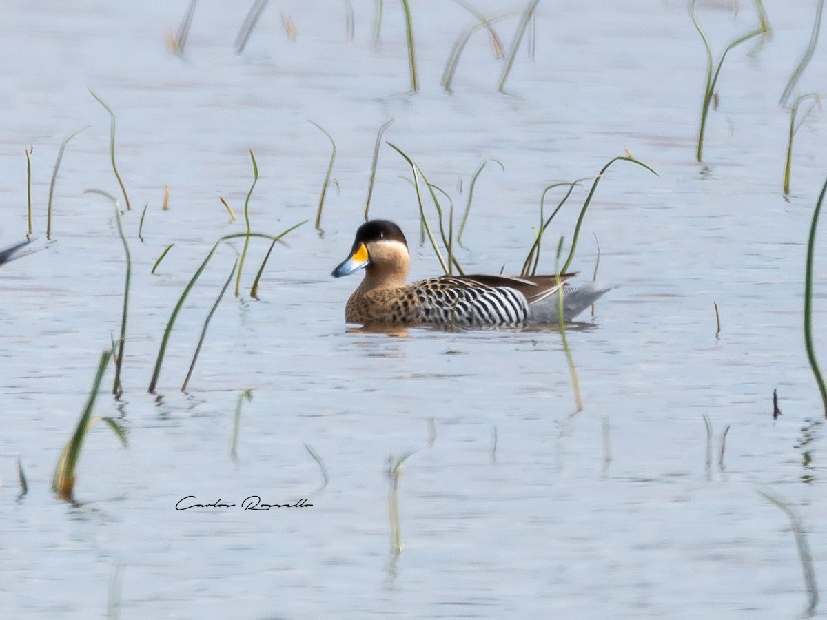 Silver Teal - Carlos Rossello